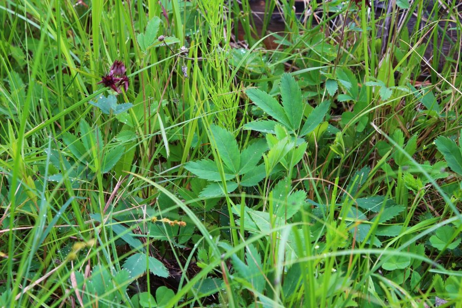 Сабельник декоп