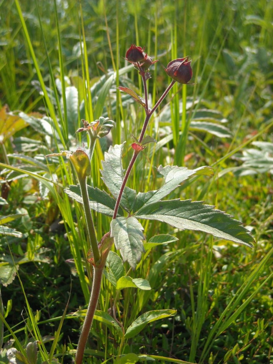 Сабельник болотный растение