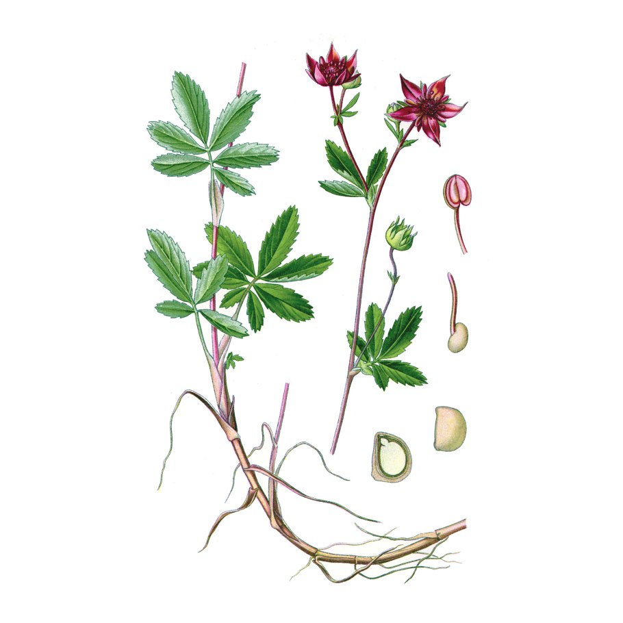 Сабельник травы Алтая