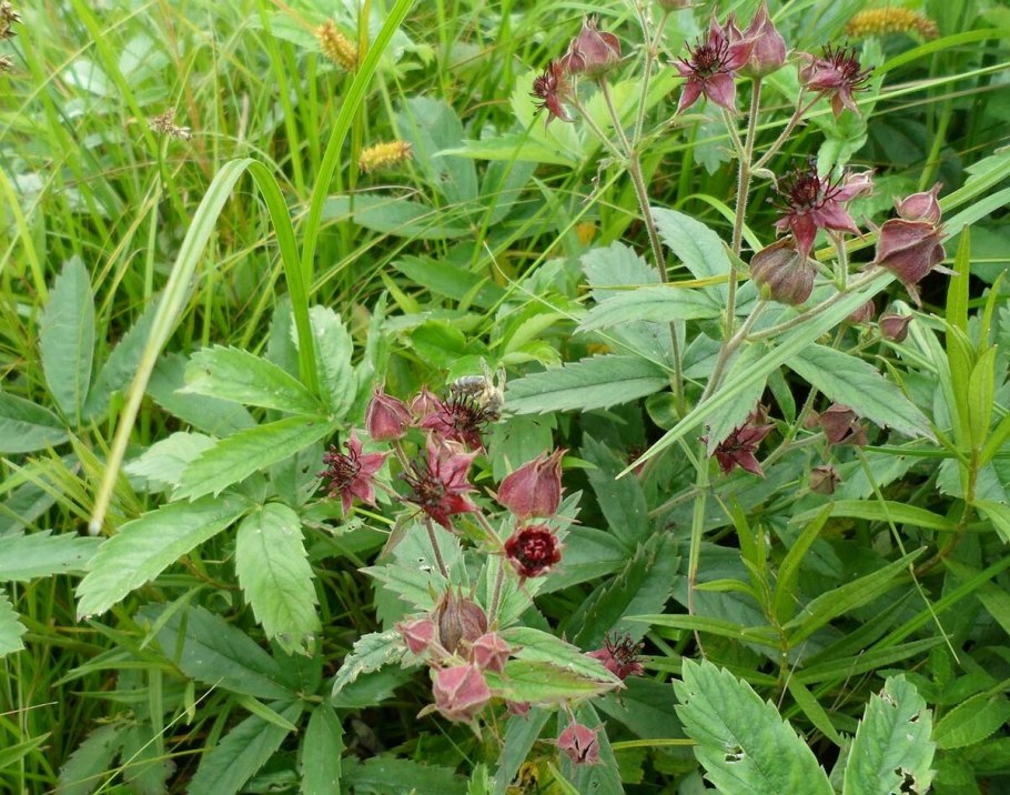 Сабельник болотный (Comarum palustre)