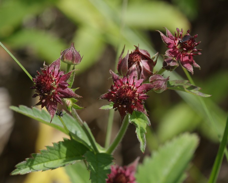Сабельник болотный трава