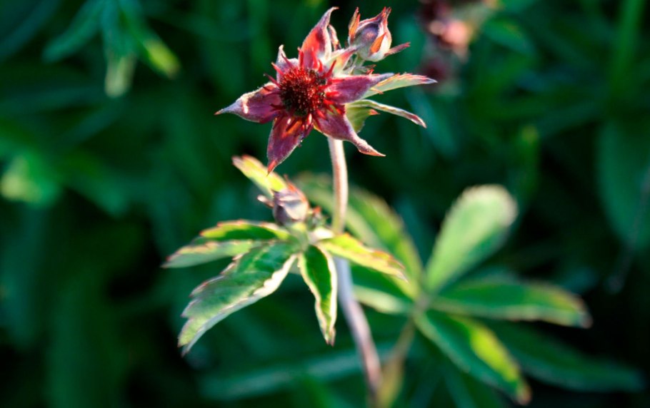 Сабельник болотный