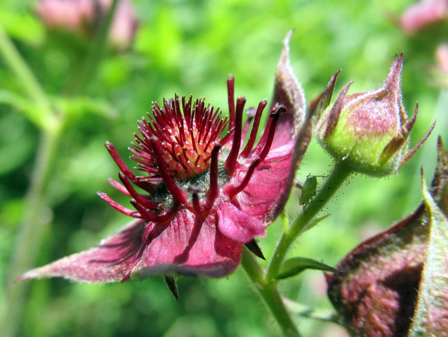 Сабельник болотный трава