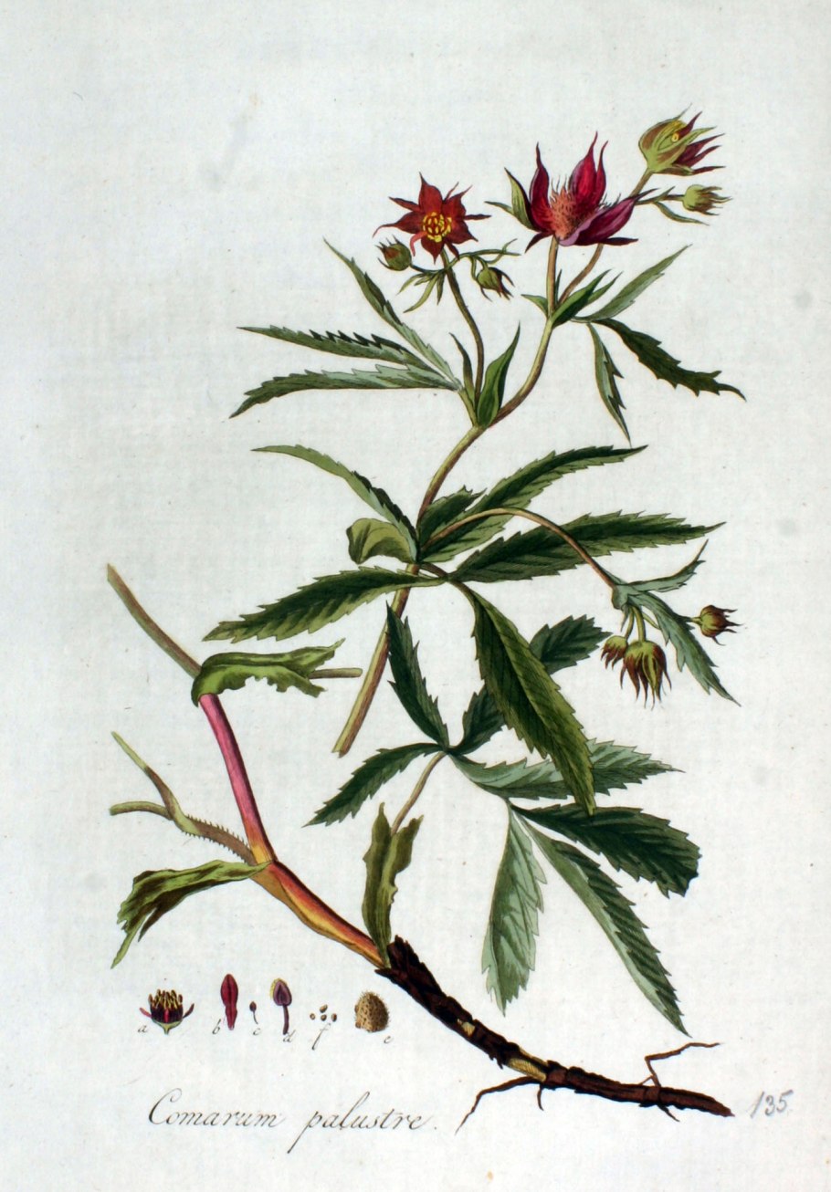 Сабельник трава