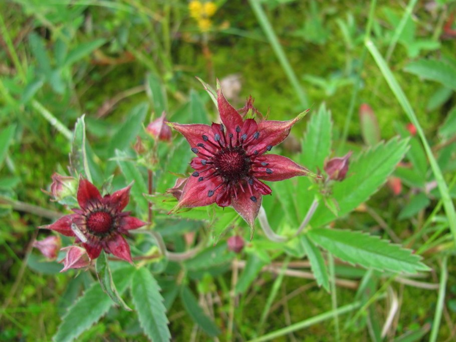 Сабельник болотный