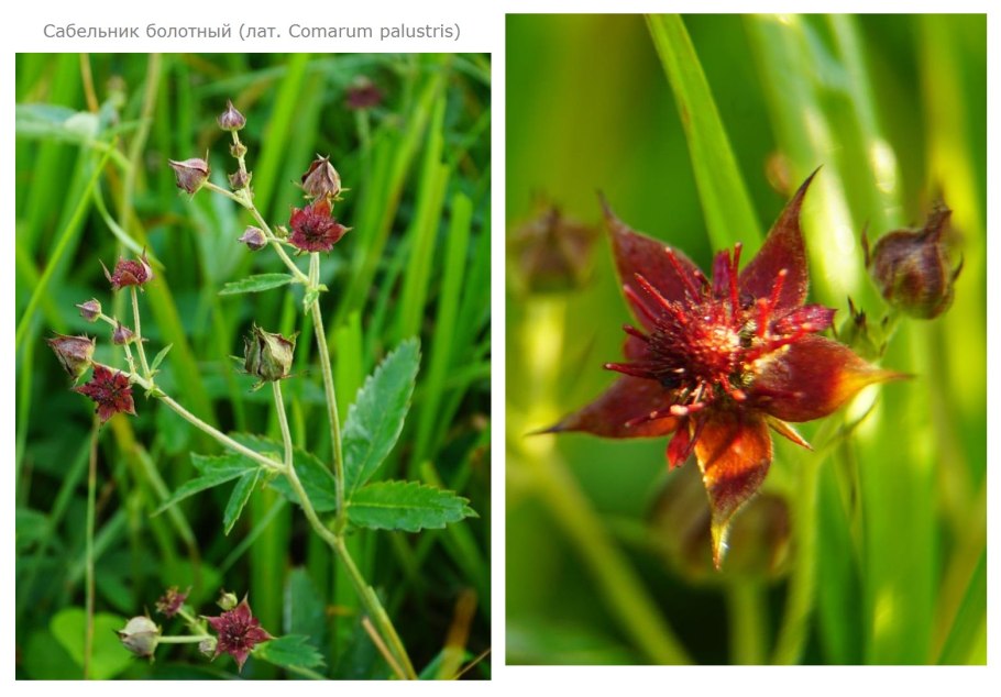 Сабельник болотный мазь для суставов