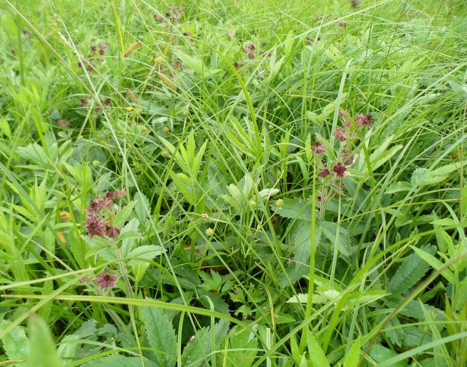 Сабельник Озёрный