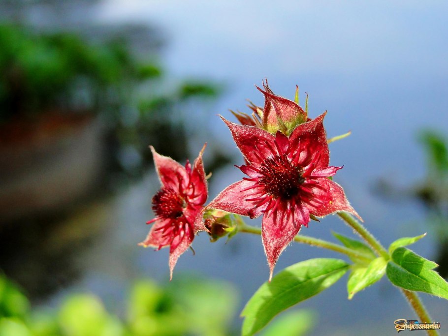 Стефан (сабельник)