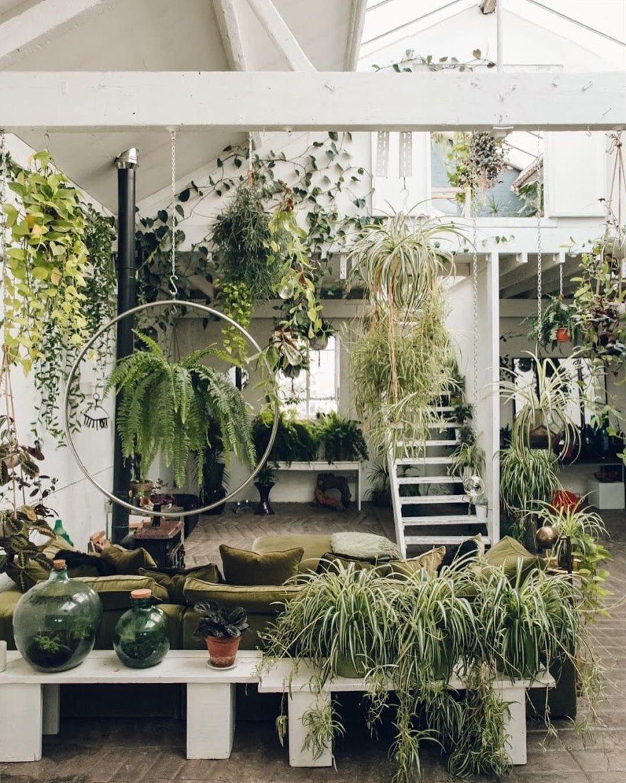 Джангл оранжерея