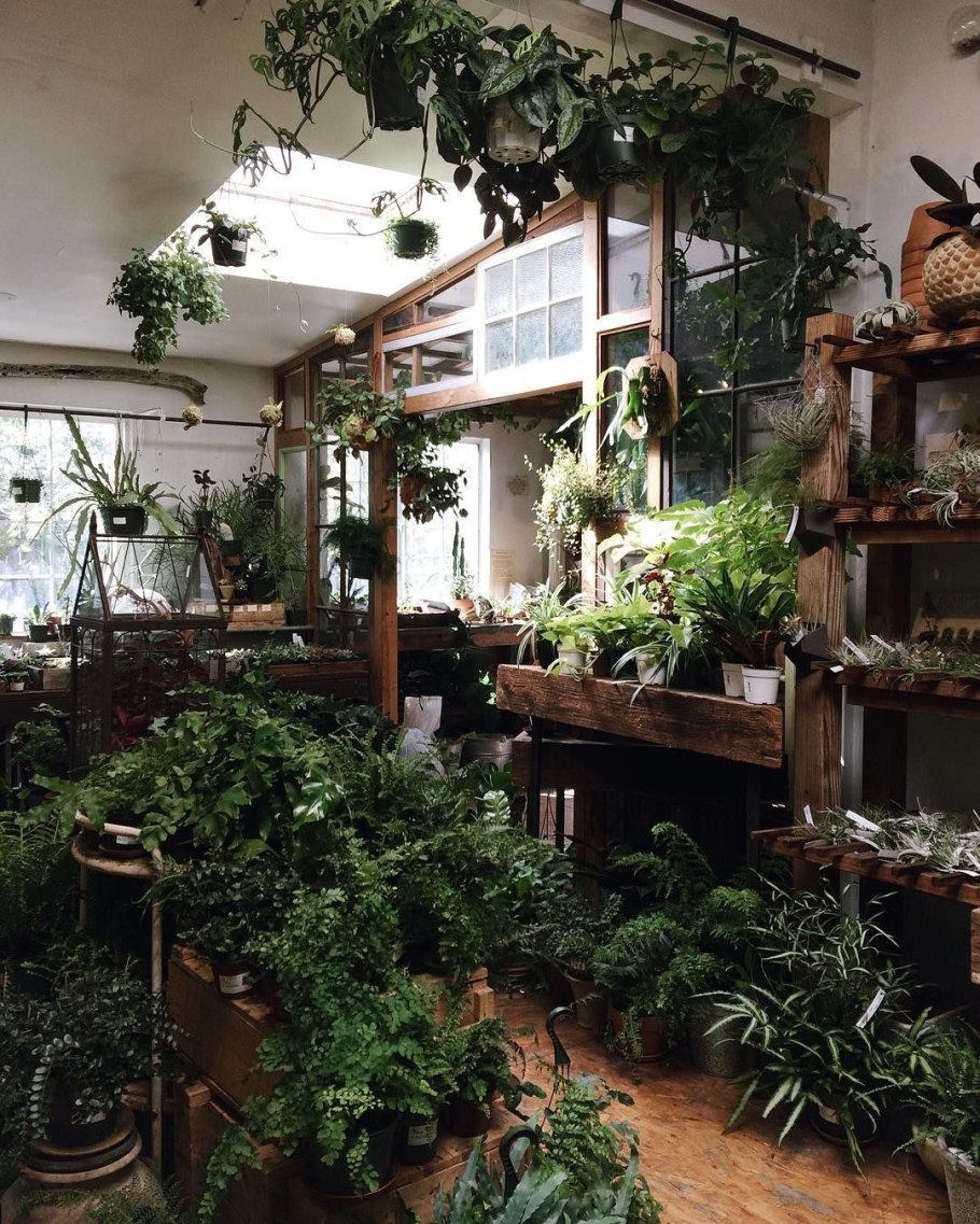 Комнатные цветы для оранжереи