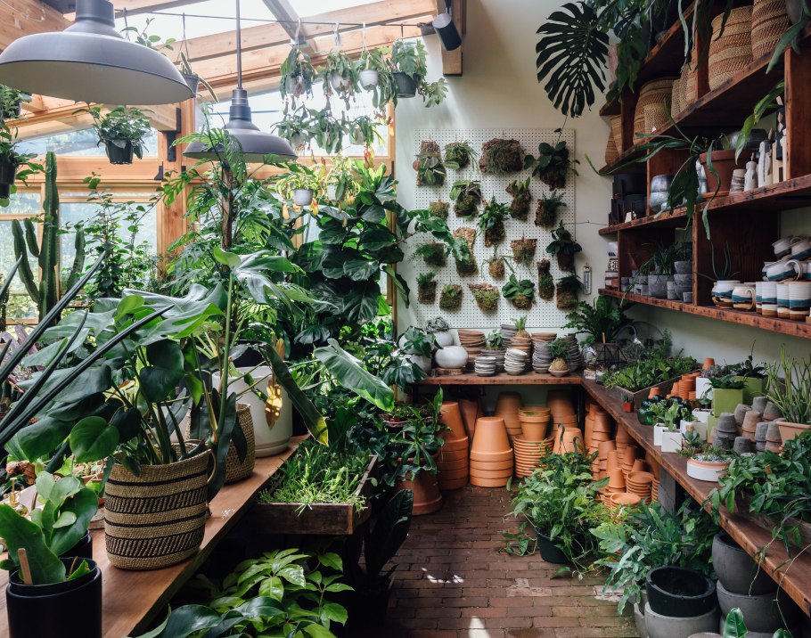 Цветочный магазин горшечные растения