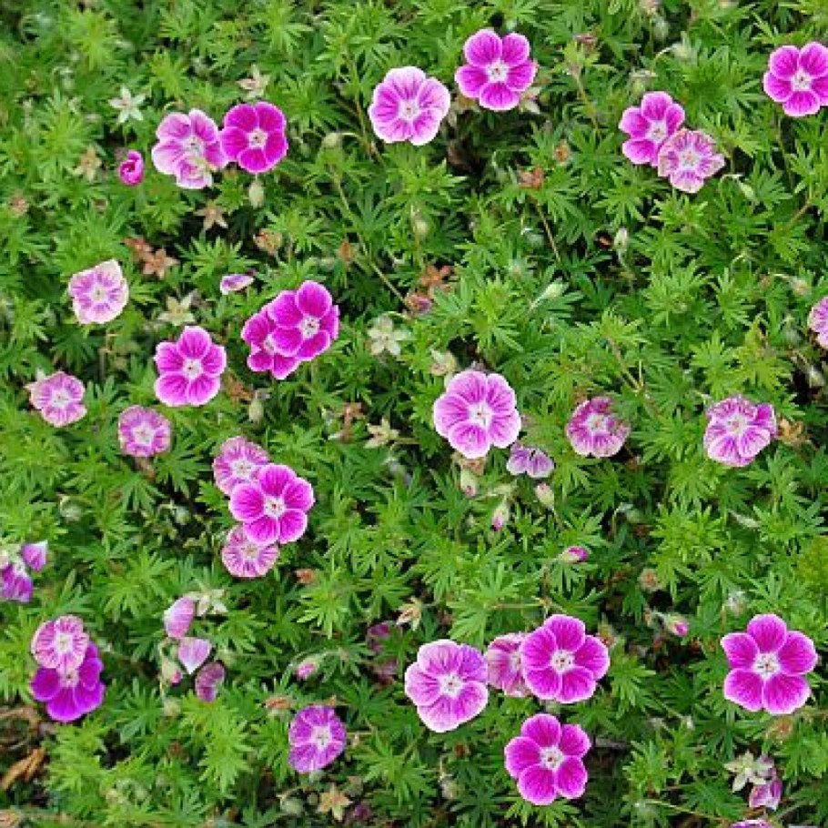 Герань Садовая elke