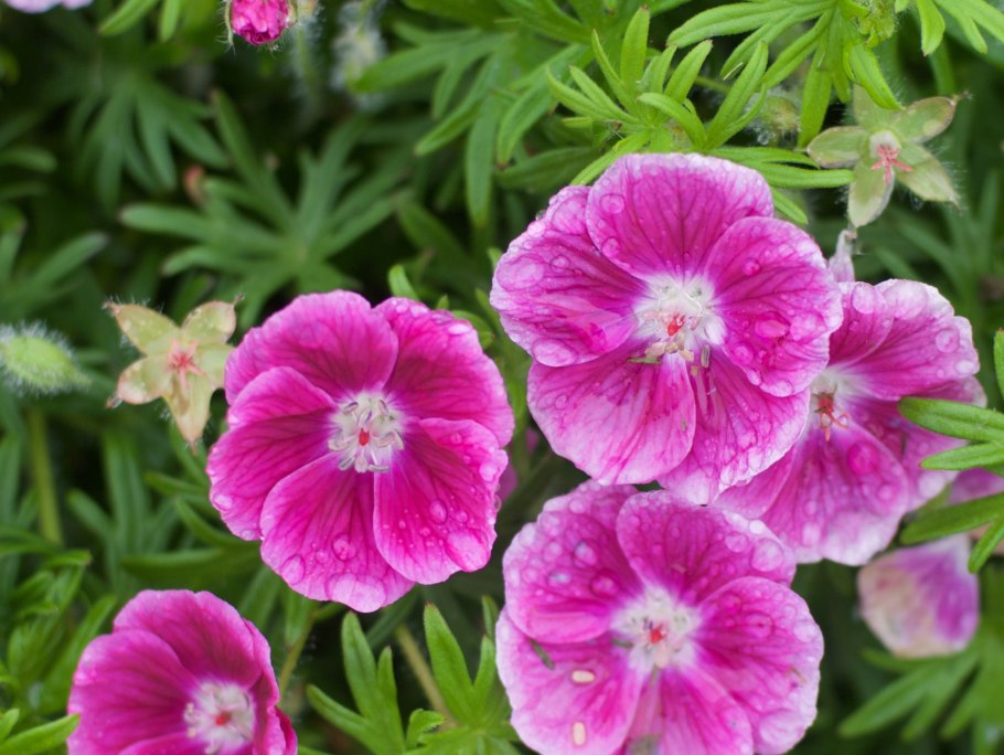 Geranium sanguineum elke