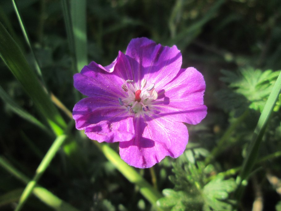 Geranium sanguineum Snowflake