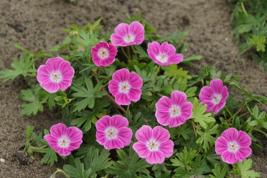Geranium sanguineum elke