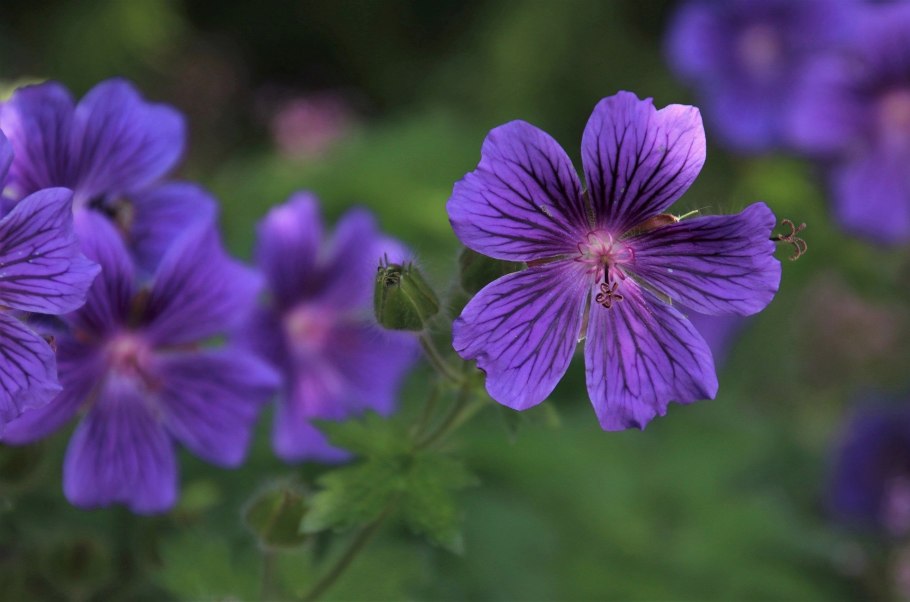 Герань кроваво-красная Geranium sanguineum Max frei