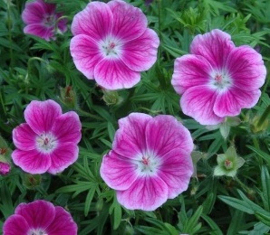 Герань кроваво-красная elke