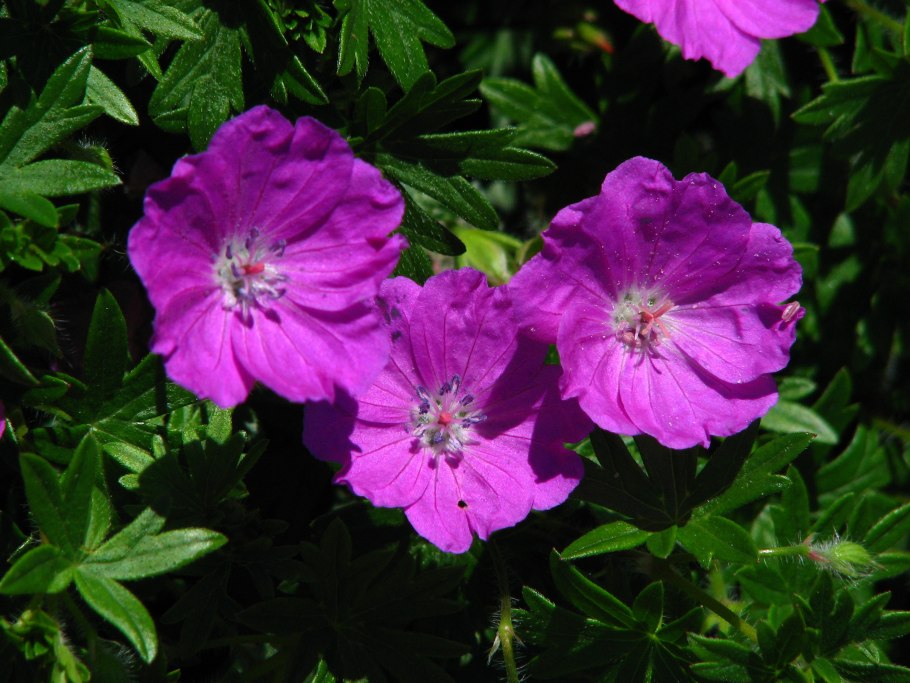 Герань кроваво-красная (Geranium sanguineum)