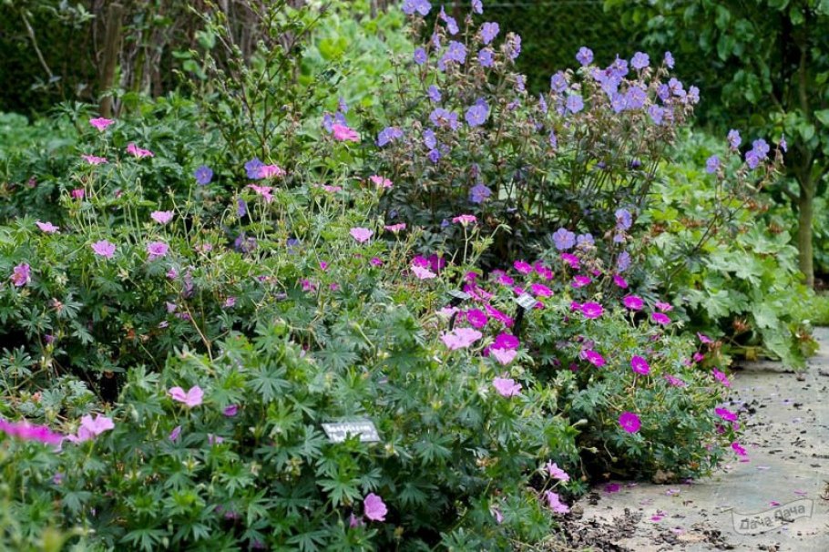 Герань сиреневая с фиолетовым похожа на виолу