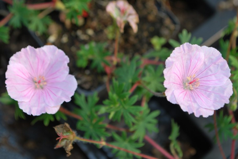 Герань var. Striatum