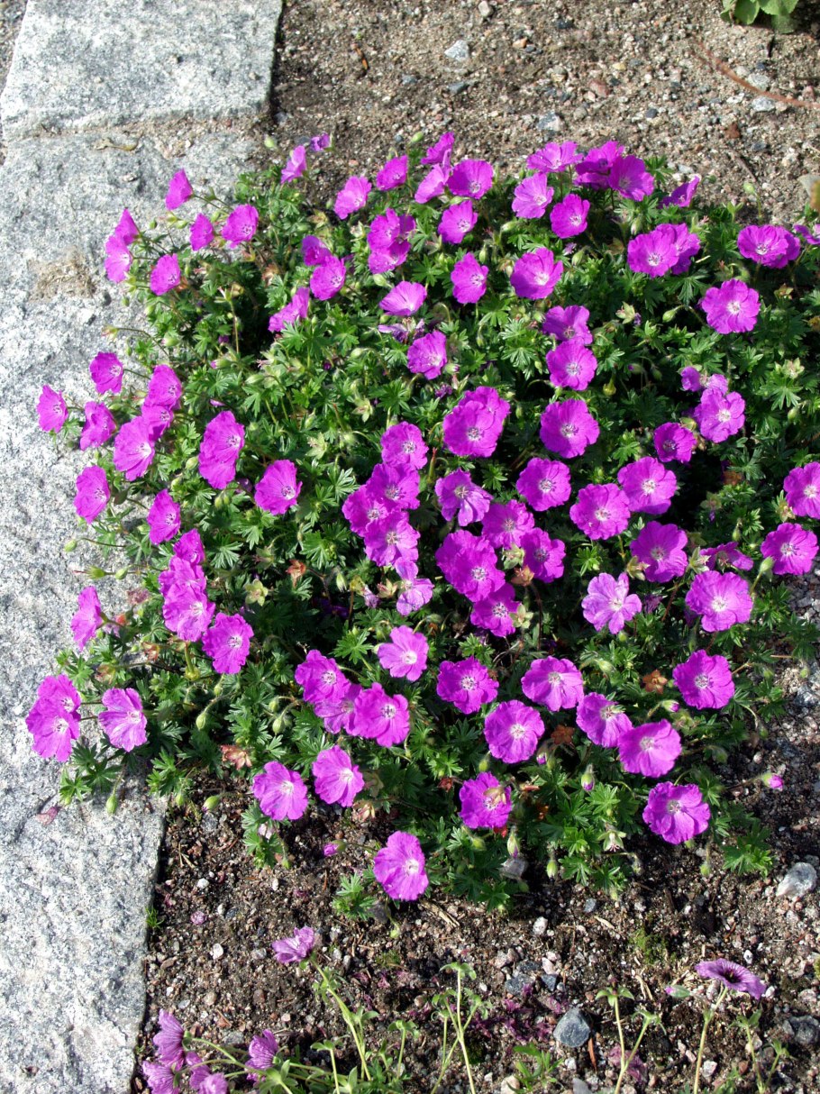 Герань Макс Фрей кроваво-красная