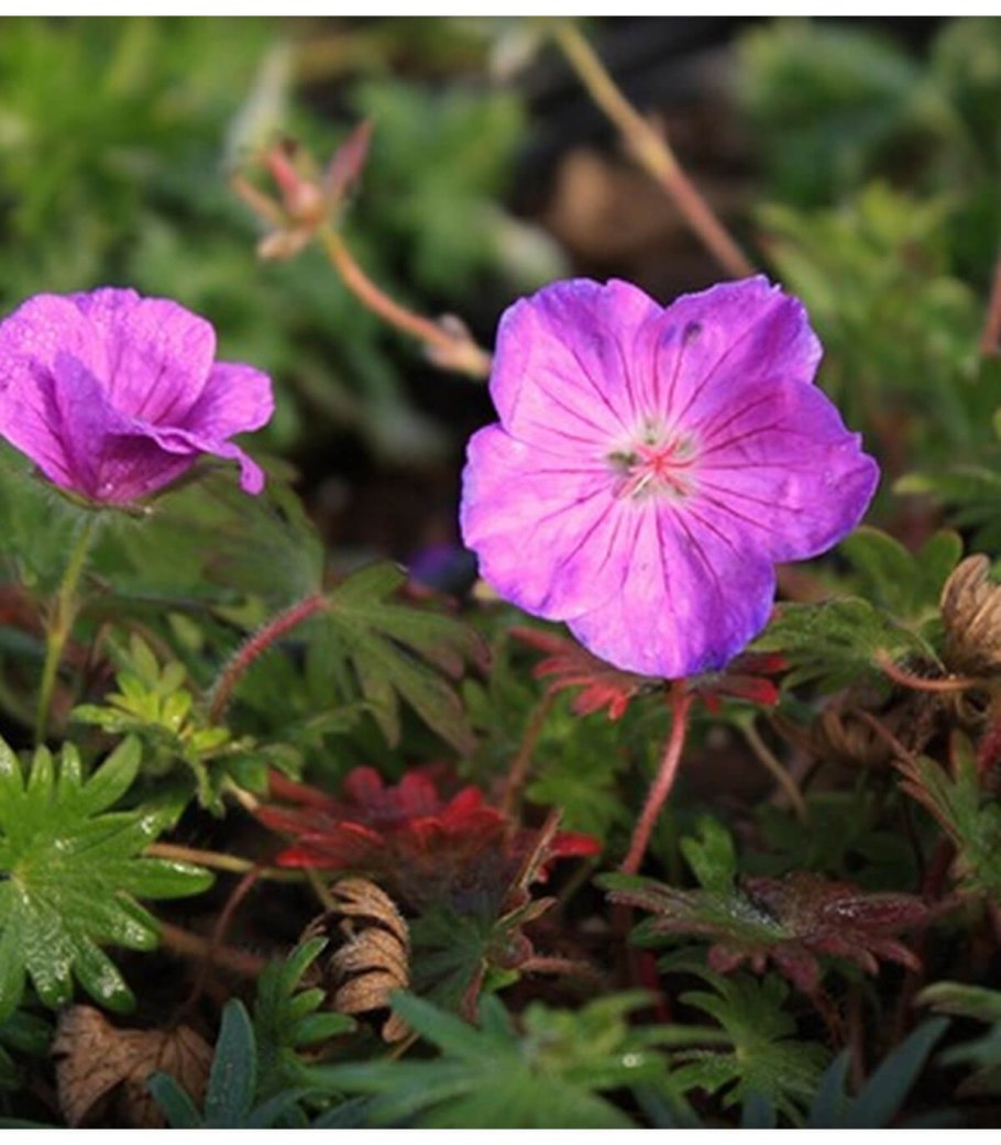 Герань гибридная Энн Фолкард