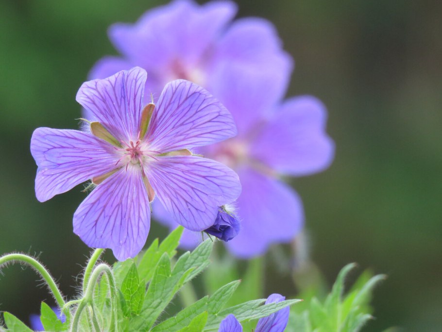 Герань кроваво-красная "Max Frey"