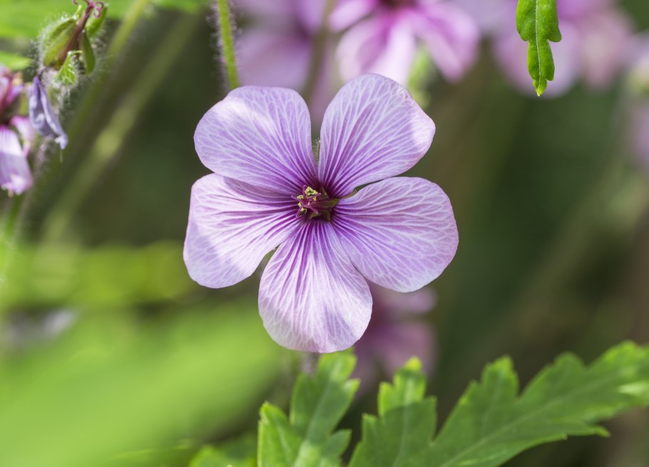 Пеларгония Scarlet