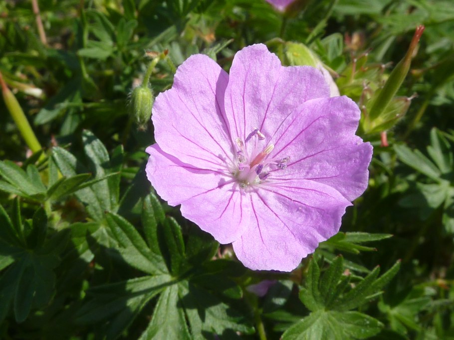 Frensham пеларгония