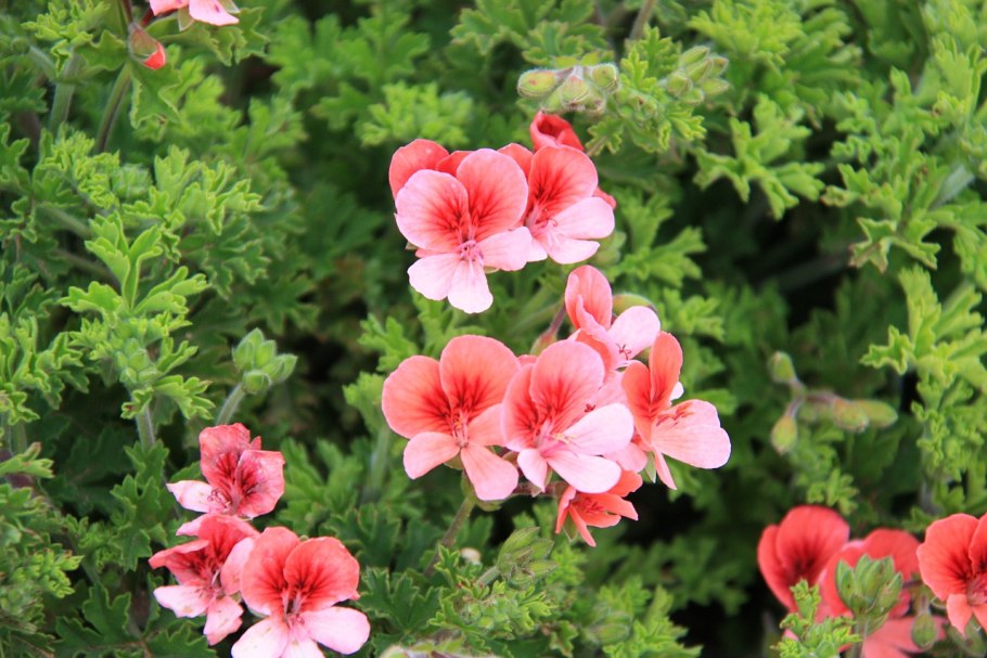 Герань Мадейра