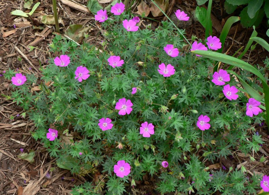 Герань New Hampshire Purple