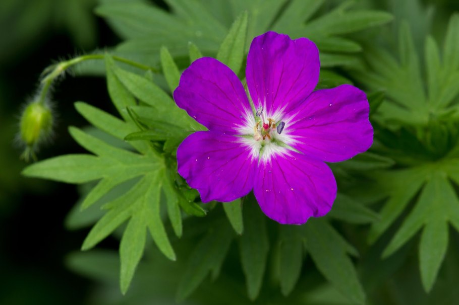 Sagittifolium sanguineum.