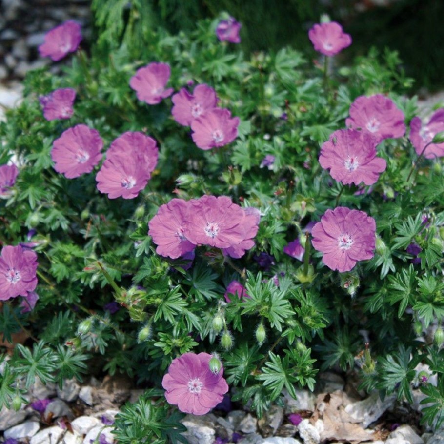Герань кроваво-красная Geranium sanguineum elke