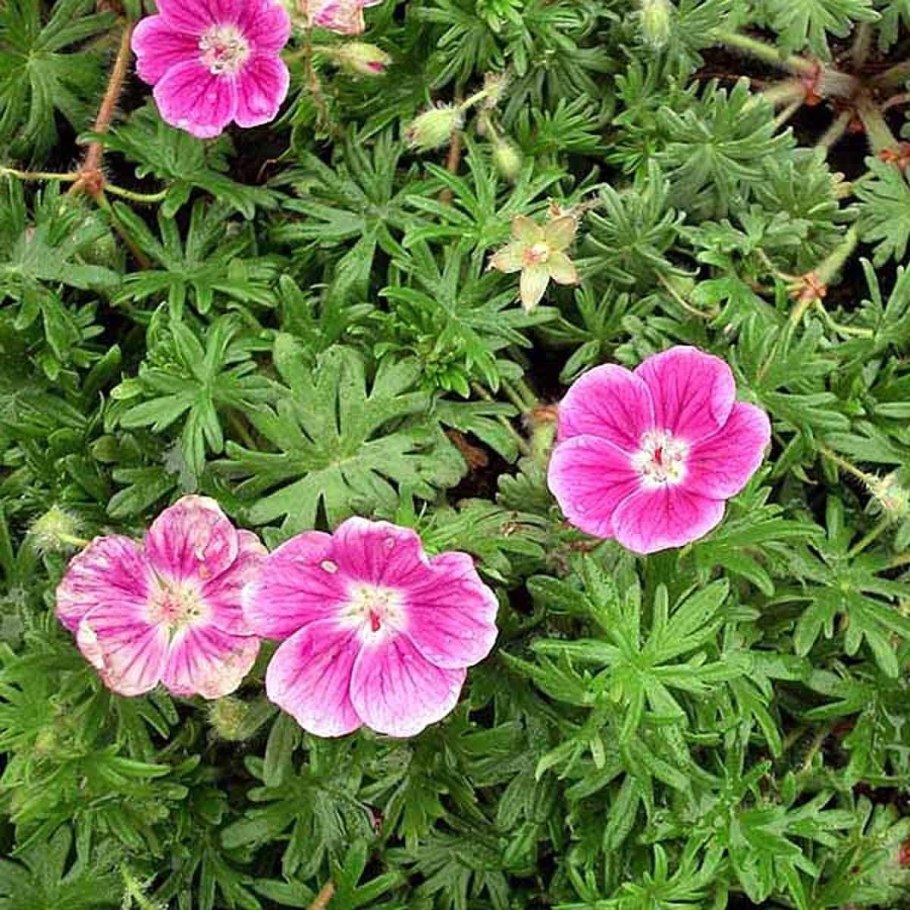 Герань Geranium elke