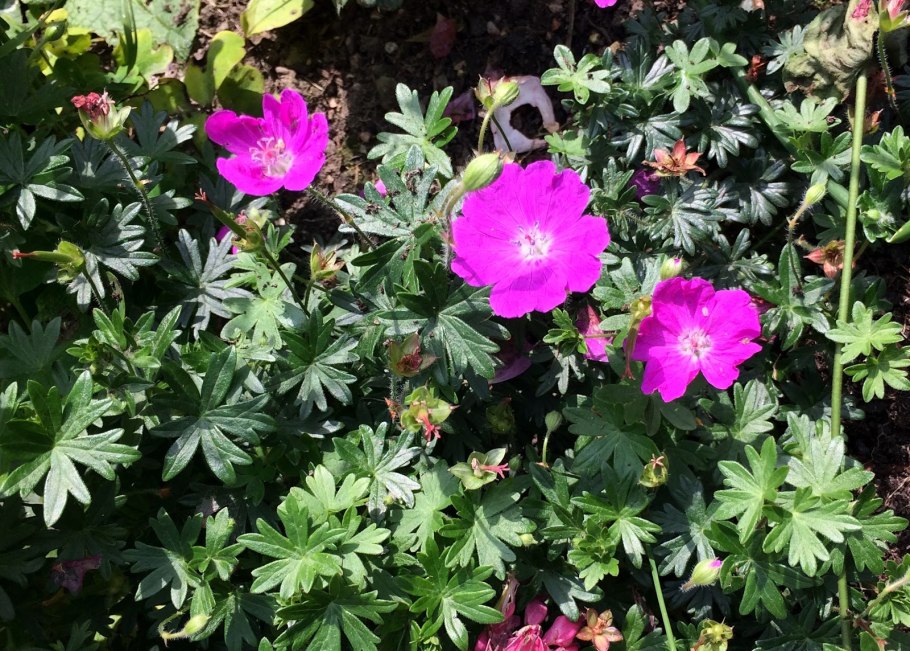 Юг Кадрия пеларгония фото