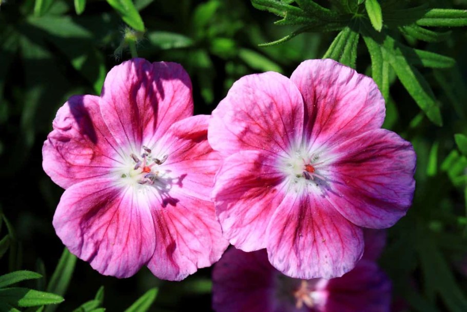 Geranium sanguineum elke