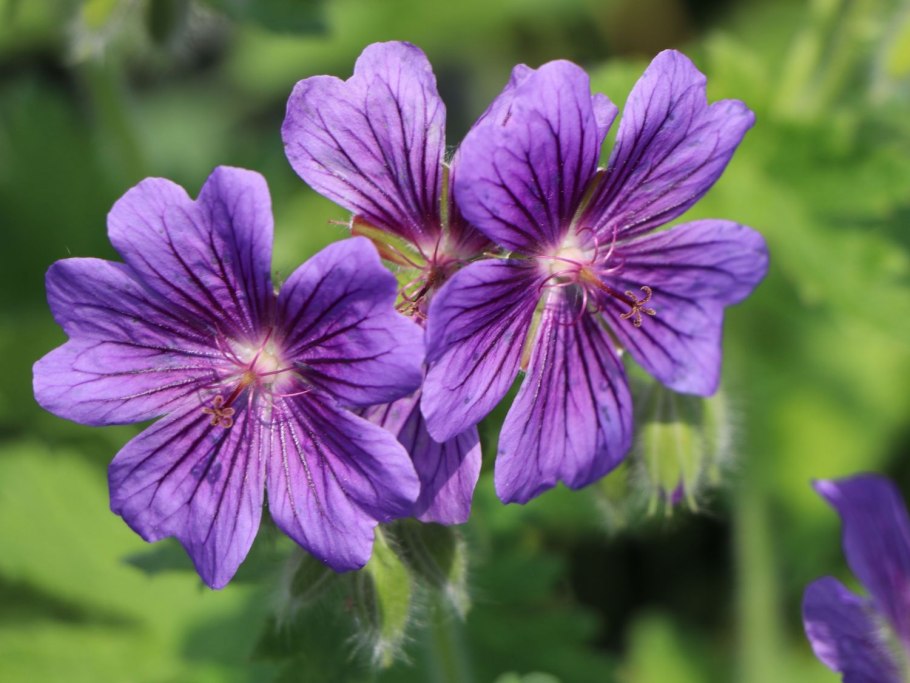 Герань кроваво-красная / Geranium sanguineum "Vision Violet"
