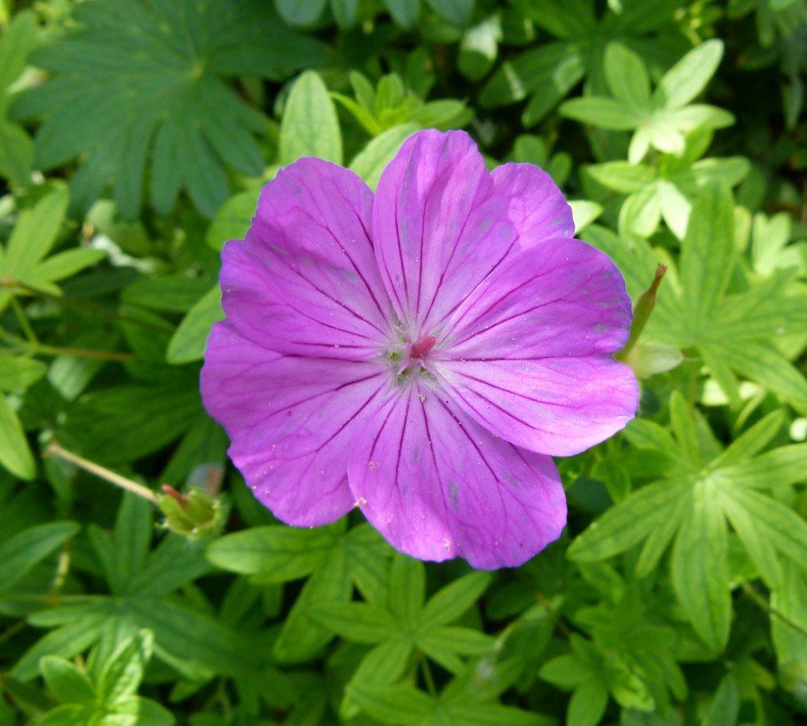 Герань балерина 1шт СДС 0580