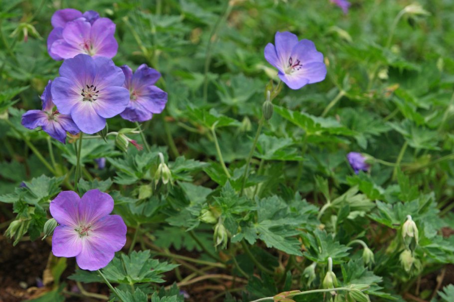 Герань Садовая Эльке