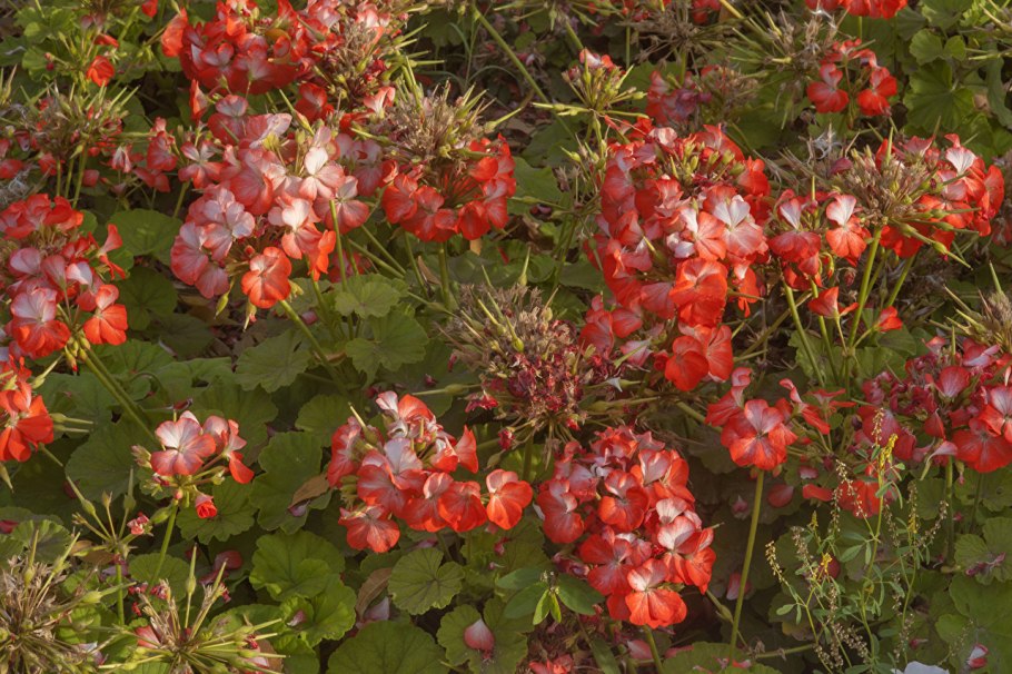 Герань Kashmir Purple