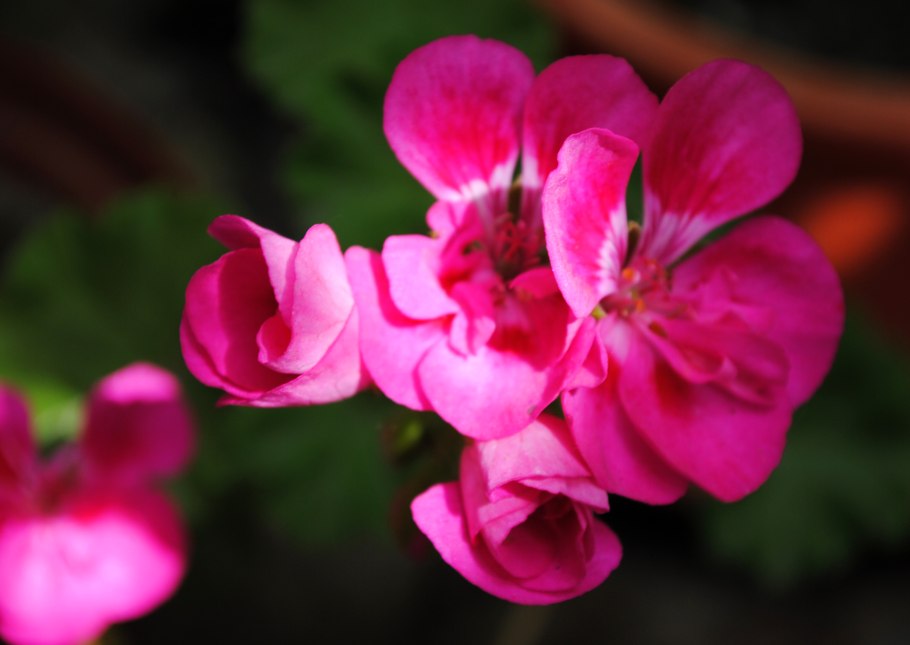 Geranium sanguineum