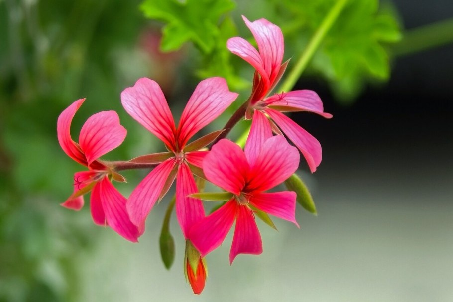 Герань Садовая стриатум