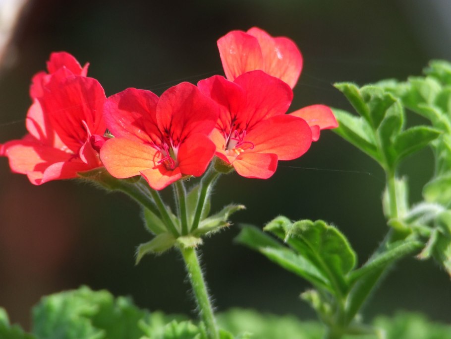 Geranium nodosum