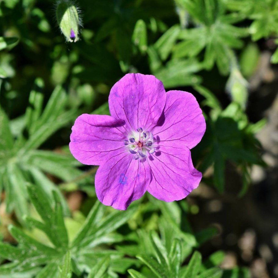 Герань sanguineum