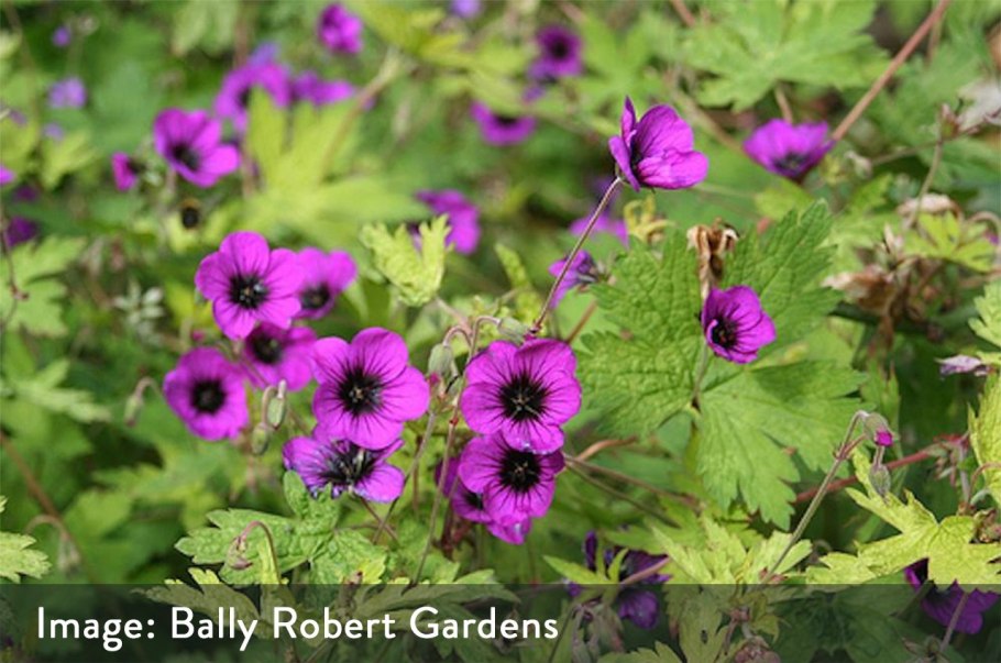 Герань гибридная Нимбус