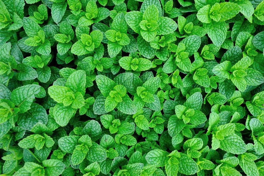 Мята Полевая сорняк