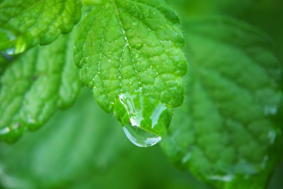 Мелисса Лемон Балм