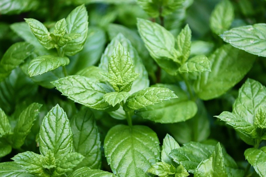 Мята перечная (Mentha piperita)