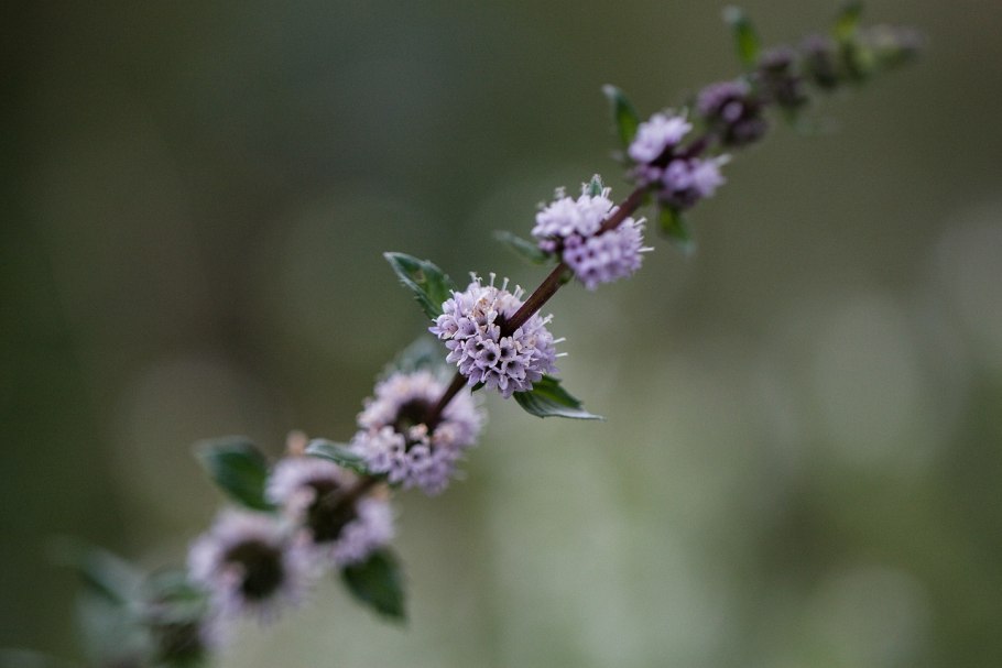 Листья мяты фон