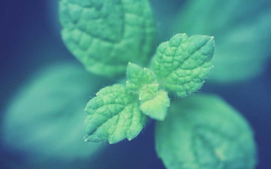 Мята перечная соцветие